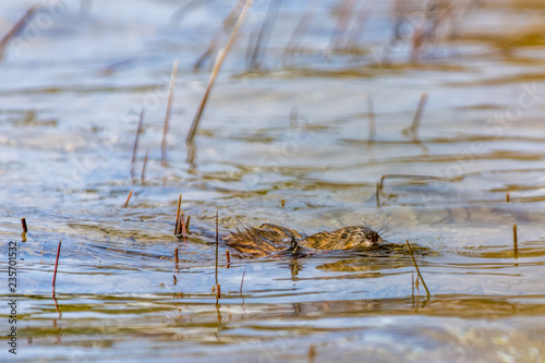 Muskrat (Ondatra zibethicus) swimming carrying a stick in Grand Traverse Bay, Michigan, USA.