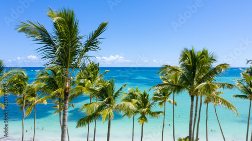 palm trees on the beach