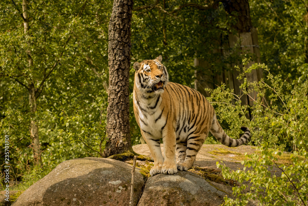 amurtiger amurtiger