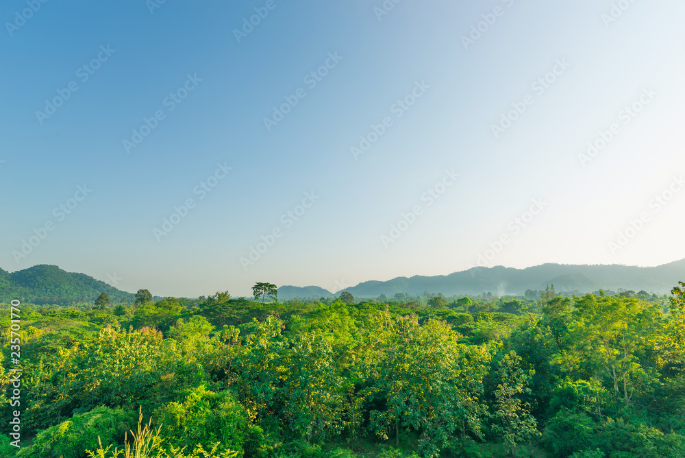forest in sunny day,Spring landscape with  blue sky,beautiful landscape nature of rain forest and mountain as background. green hill by trees and plants.