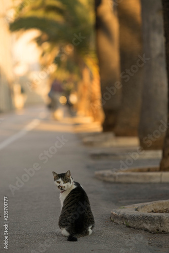 streetsmart cat photo