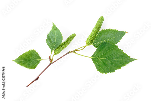 Fényképezés Green birch buds and leaves isolated on white background