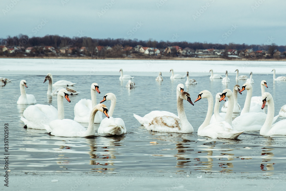 lot of swans on the lake in winter day