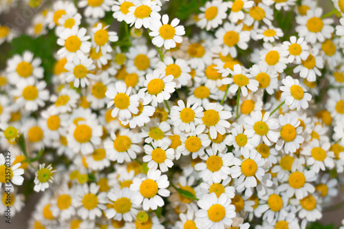 Joli bouquet de pâquerettes 