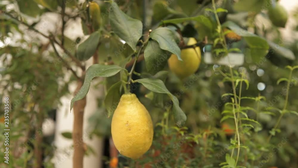 Lemon on a tree branch Lemon on a tree branch