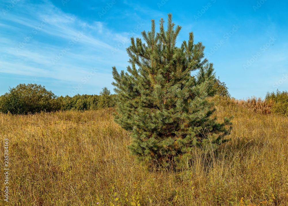 Young pine tree standing alone in a field