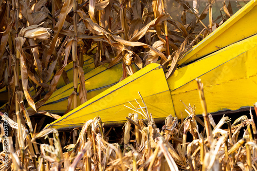 Harvesting of corn field with combine photo