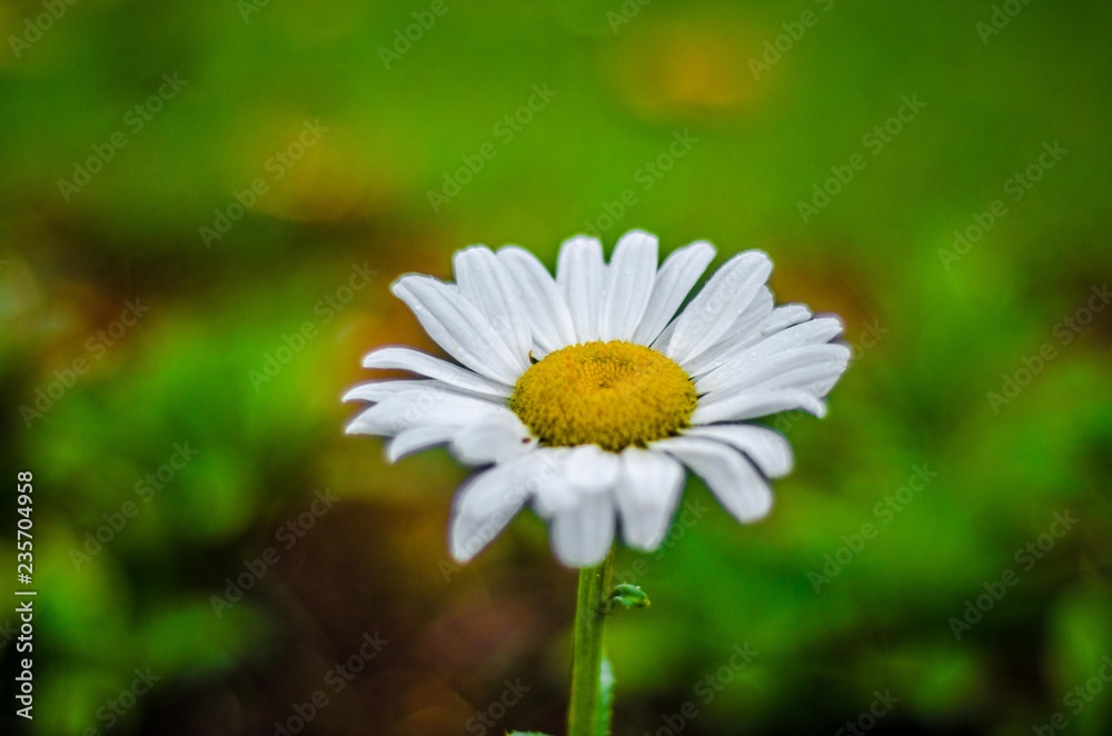 daisy in the grass