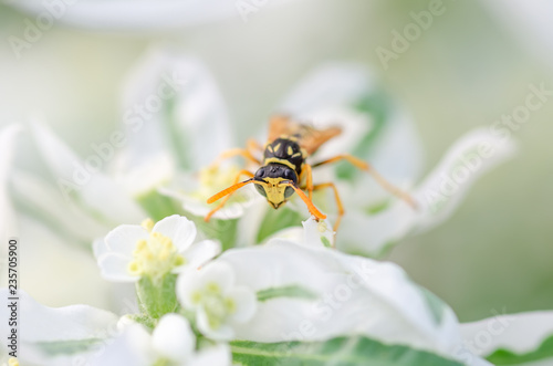 wasp close up sits on a flower, natural background