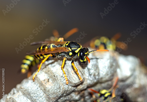 Wasps build a nest. Wasp family sitting on a nest © fotolesnik