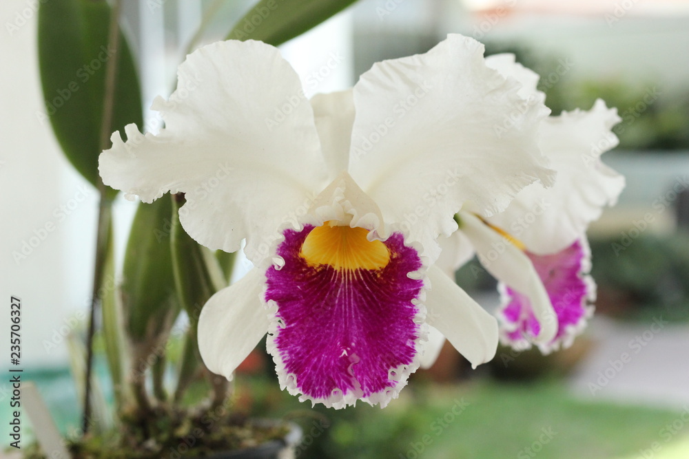 Obraz premium Orquídeas