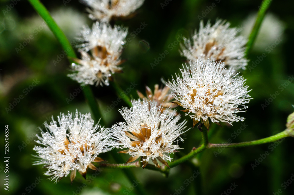 dew drop on flower grass