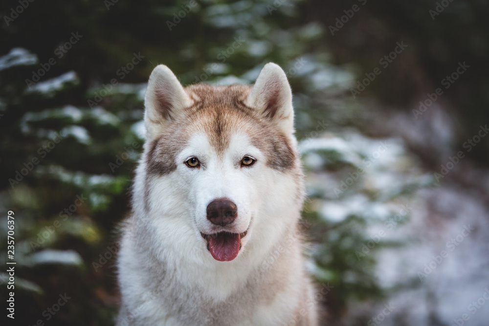 Close-up Portrait of cute and happy Siberian Husky dog sitting on the snow in front of fir-tree in the winter forest