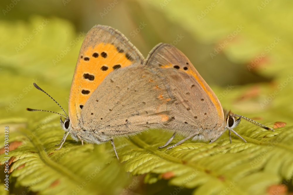 Obraz premium Kleiner Feuerfalter