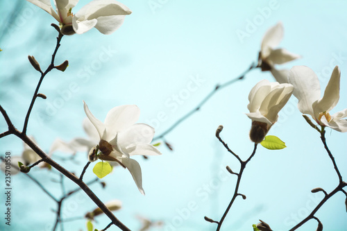 Blooming white magnolia tree in the spring on sky background. Selective focus