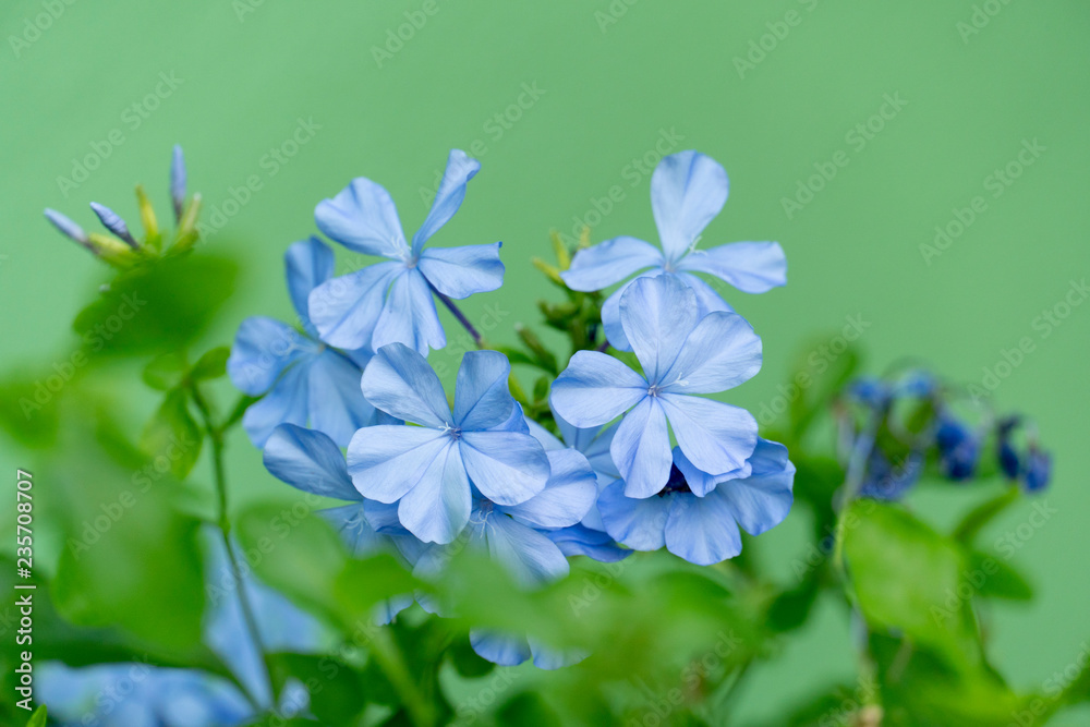 Plumbago Auriculata Colorful flowers beautiful symbol of the blue Friday. Moving by the wind. Plumbago Auriculata Colorful flowers beautiful symbol of the blue Friday. Moving by the wind.