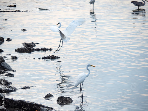 birds at riverside © CarlosTamsui