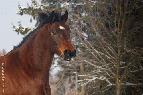 Warmblut im Winter