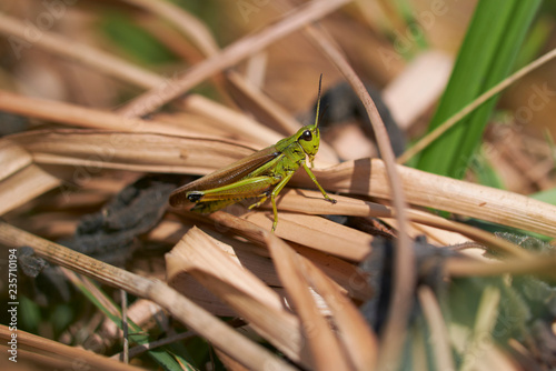 Sumpfschrecke zwischen Stroh - Makroaufnahme photo