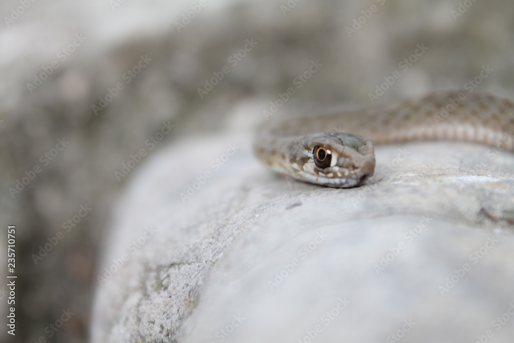BIBRIA BIBRIA
