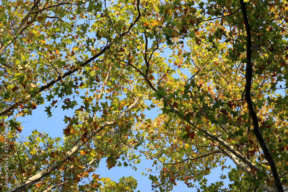 Plane platanus tree crown green yellow leaves autumn Plane platanus tree crown green yellow leaves autumn
