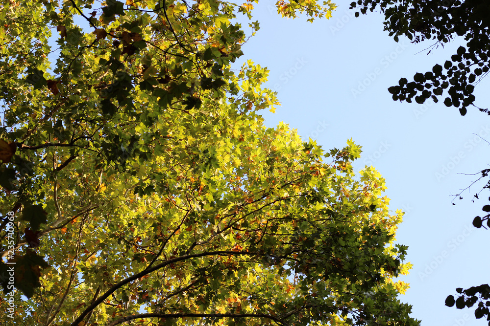 Plane platanus tree crown green yellow leaves autumn Plane platanus tree crown green yellow leaves autumn