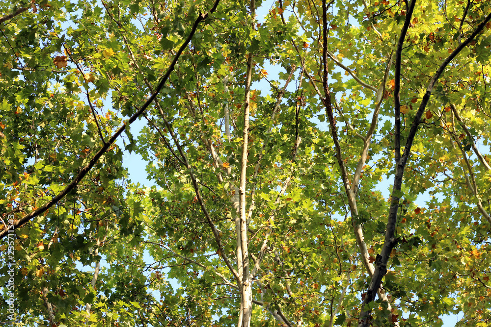 Obraz premium Plane platanus tree crown green yellow leaves autumn