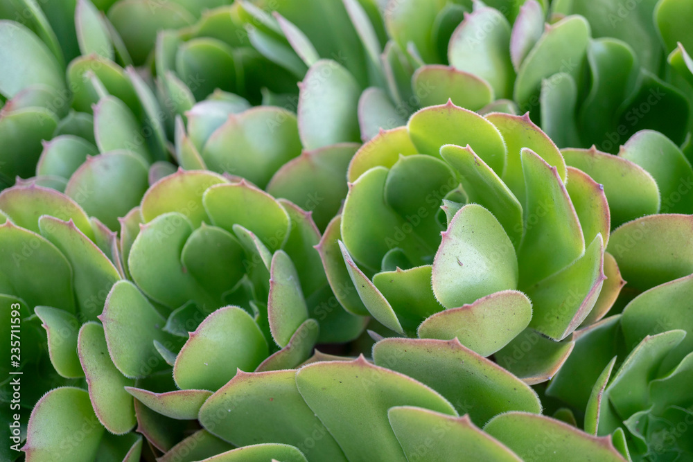 Succulents Succulents