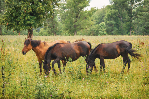 three horses graze in a meadow