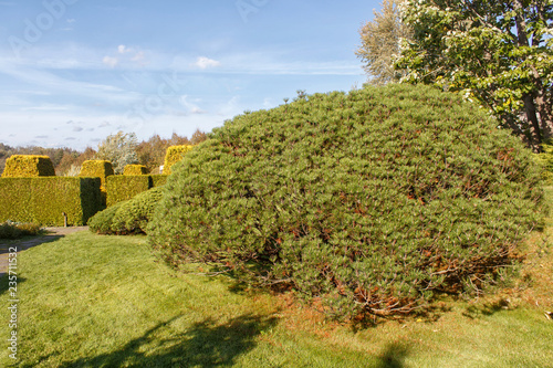 Cottage garden with green lawn, trees and trimmed bushes.