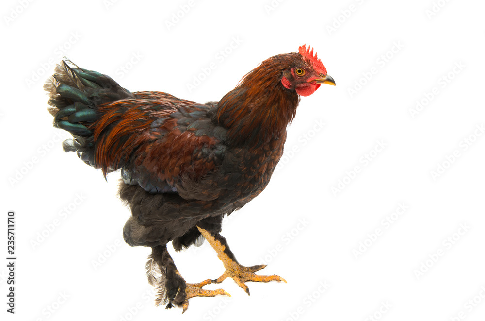 Fototapeta premium chicken isolated