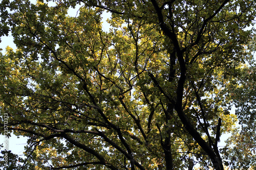 Oak tree quercus robur autumn © robot recorder