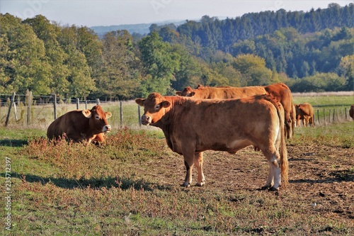 Vaches Limousines (Corrèze)