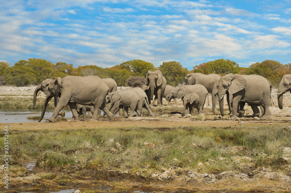 Fototapeta premium Elefanten im Etosha-Nationalpark in Namibia Südafrika