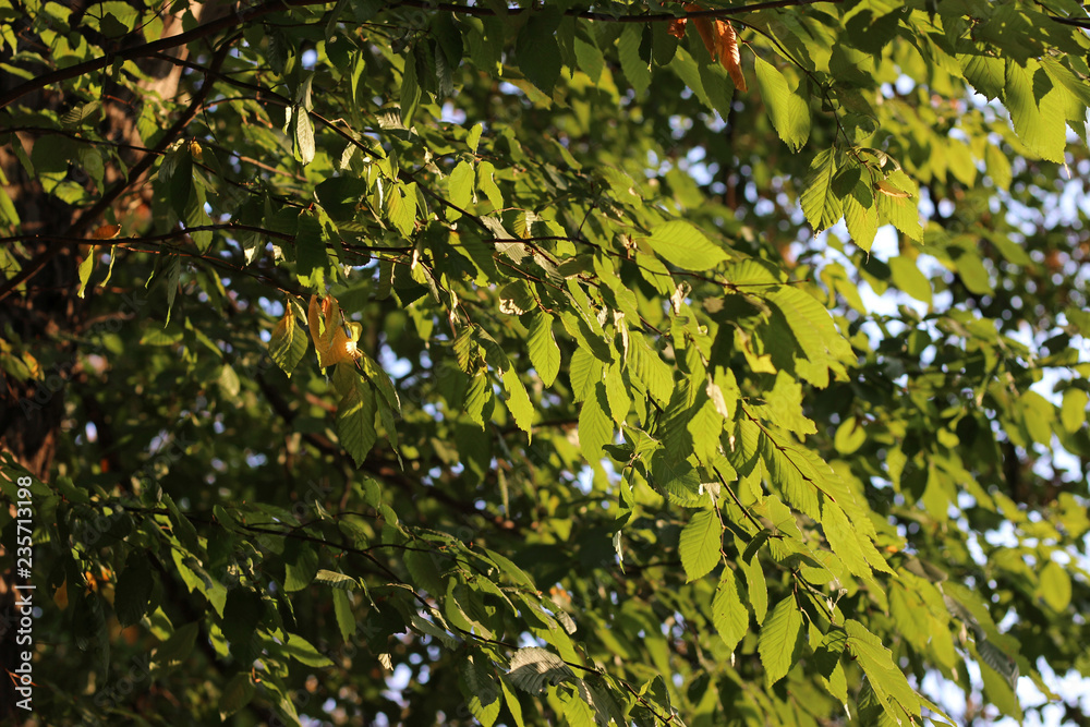 Elm ulmus minor tree leaves branch green yellow fall autumn sunlit park forest woods detail 