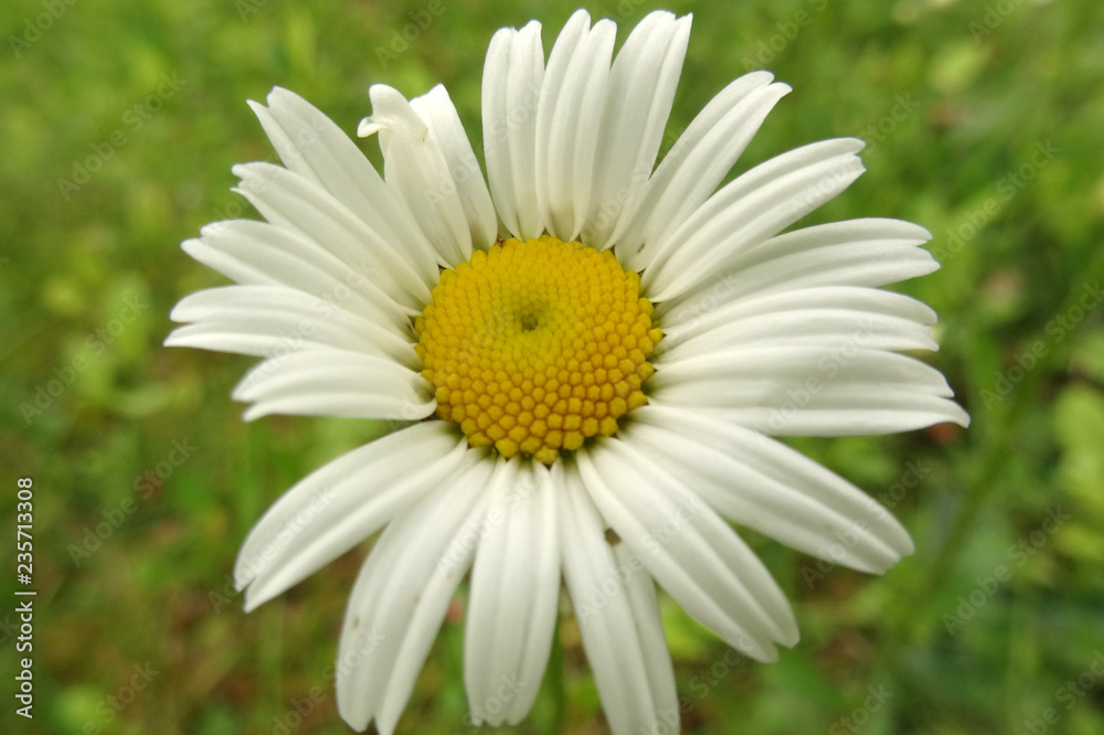 Fototapeta premium margueritte