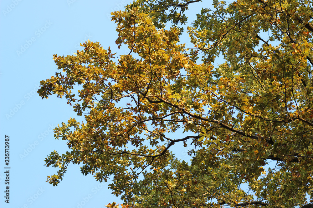 Fototapeta premium Oak tree quercus robur crown green yellow autumn