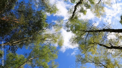 View of a forest from bottom to top. Location: Fontainebleau forest, France.