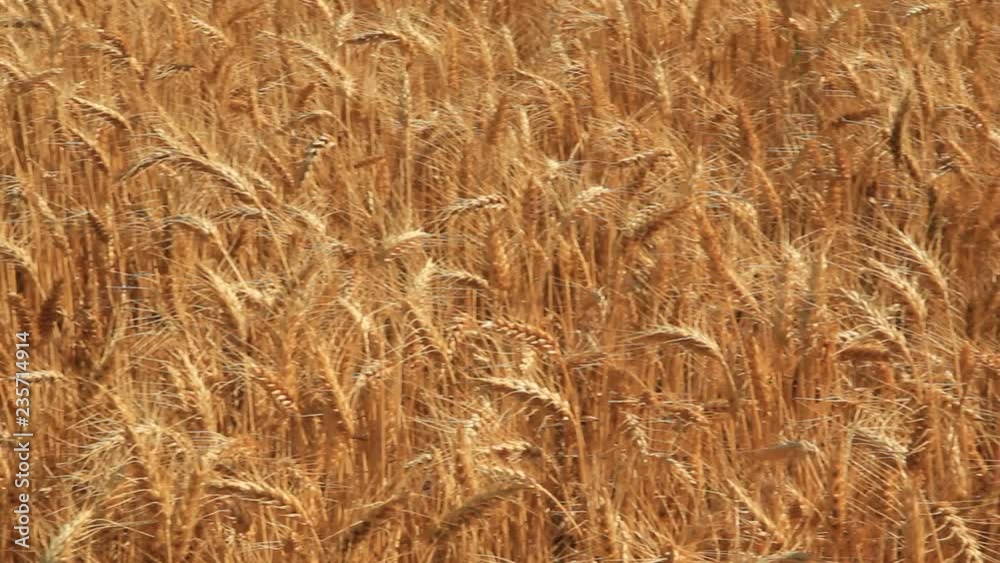 Wheat. Wheat.