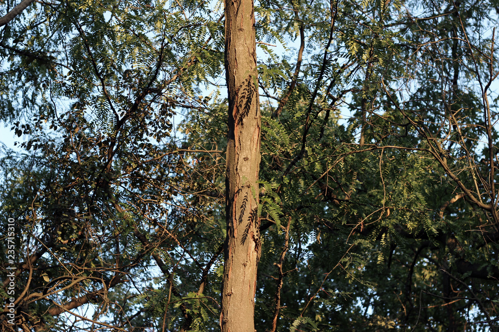 Fototapeta premium Black locust robinia pseudoacacia tree 