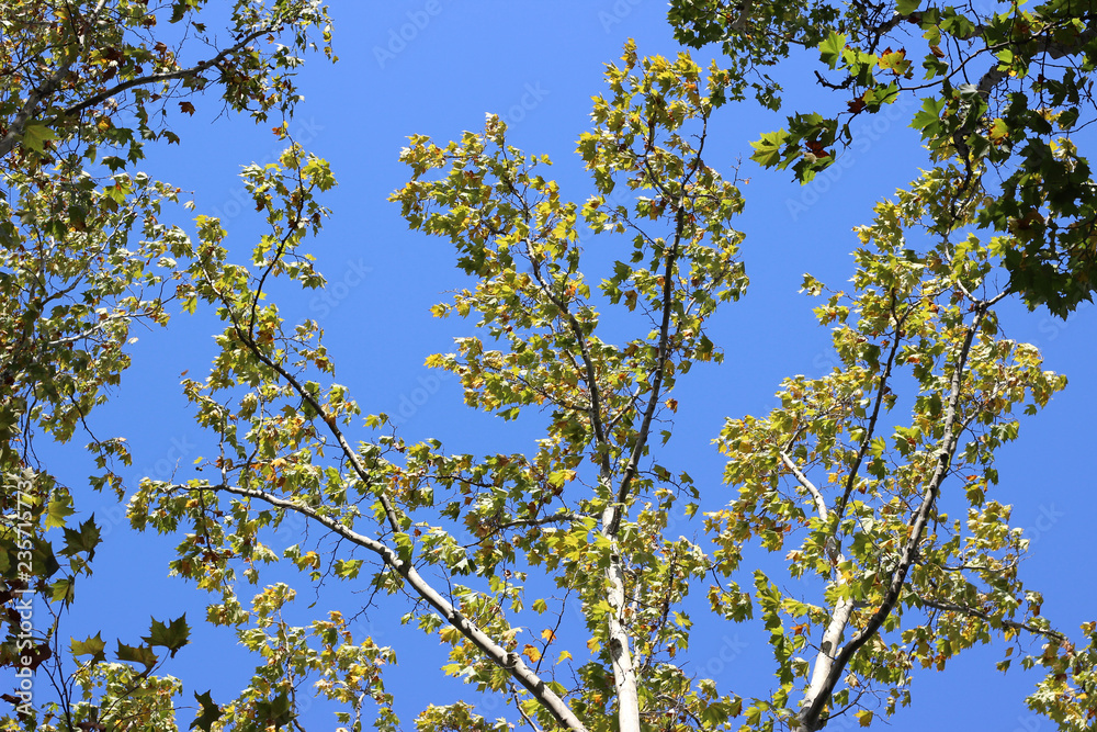 Plane platanus tree crown park forest blue sky Plane platanus tree crown park forest blue sky