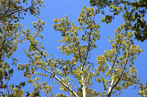 Plane platanus tree crown park forest blue sky