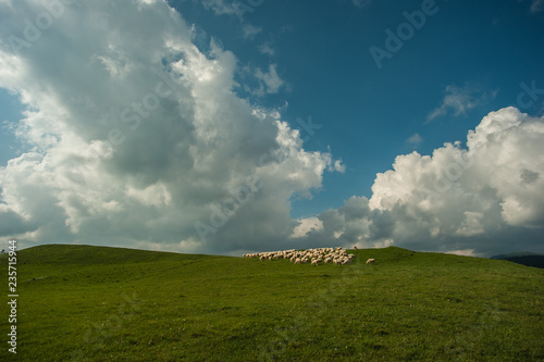 Wypas owiec w Pieninach ,Jaworki. photo