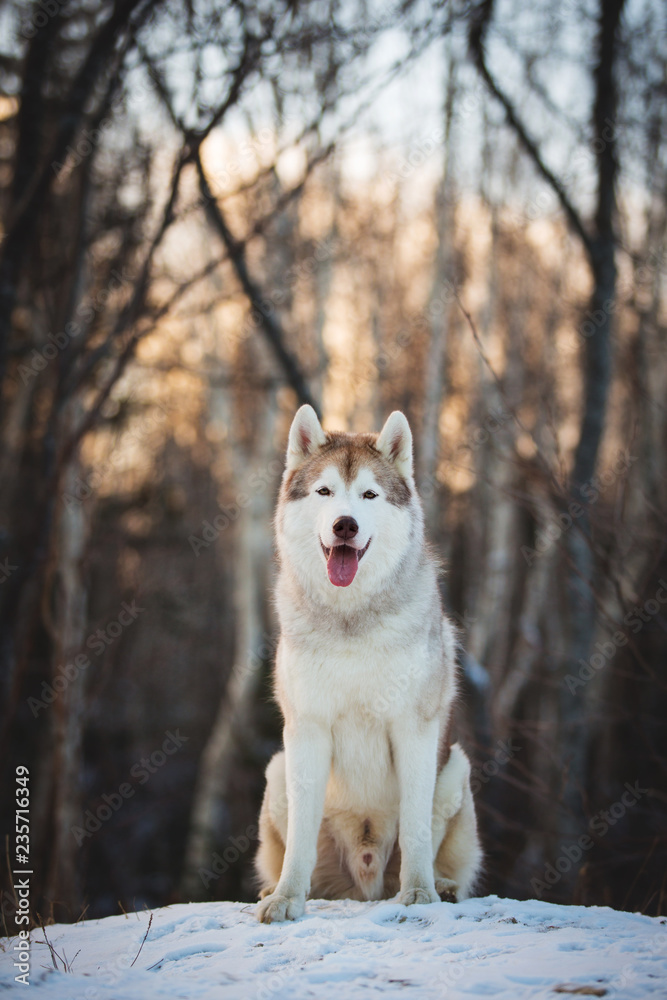 Portrait of beautiful and happy Siberian husky dog sitting on the hill on the snow in the winter forest at sunset