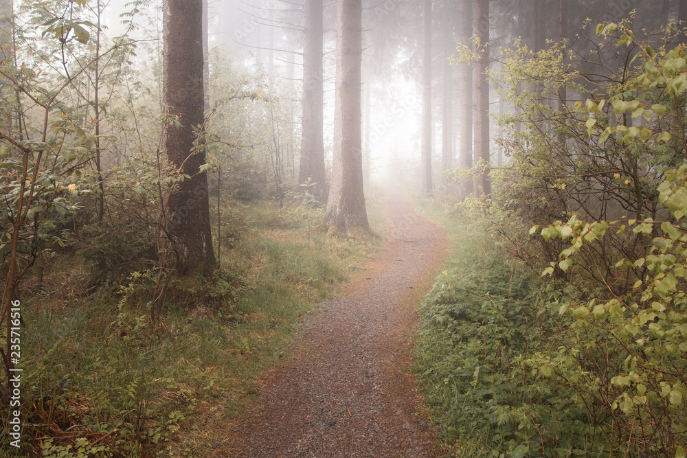 Fototapeta premium Nebel im Wald