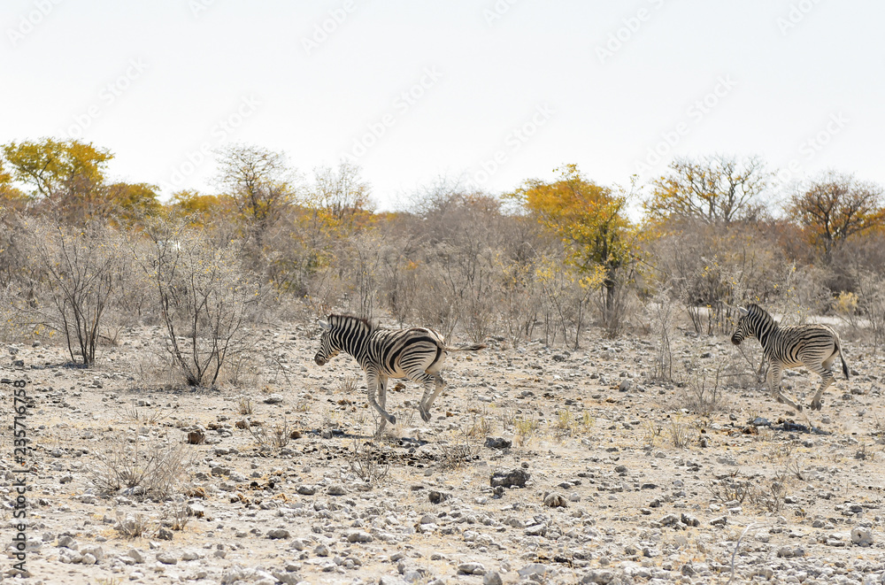 Fototapeta premium Zebras in der Savanne vom Etosha Nationalpark 