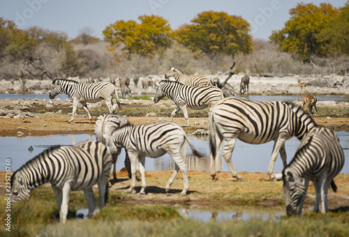 Zebras in der Savanne vom Etosha Nationalpark 