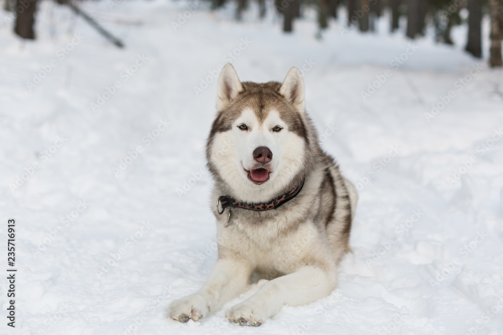 Portrait of Husky dog lying in winter forest. Brown and White Siberian husky is on the snow on Sakhalin Island in Russia