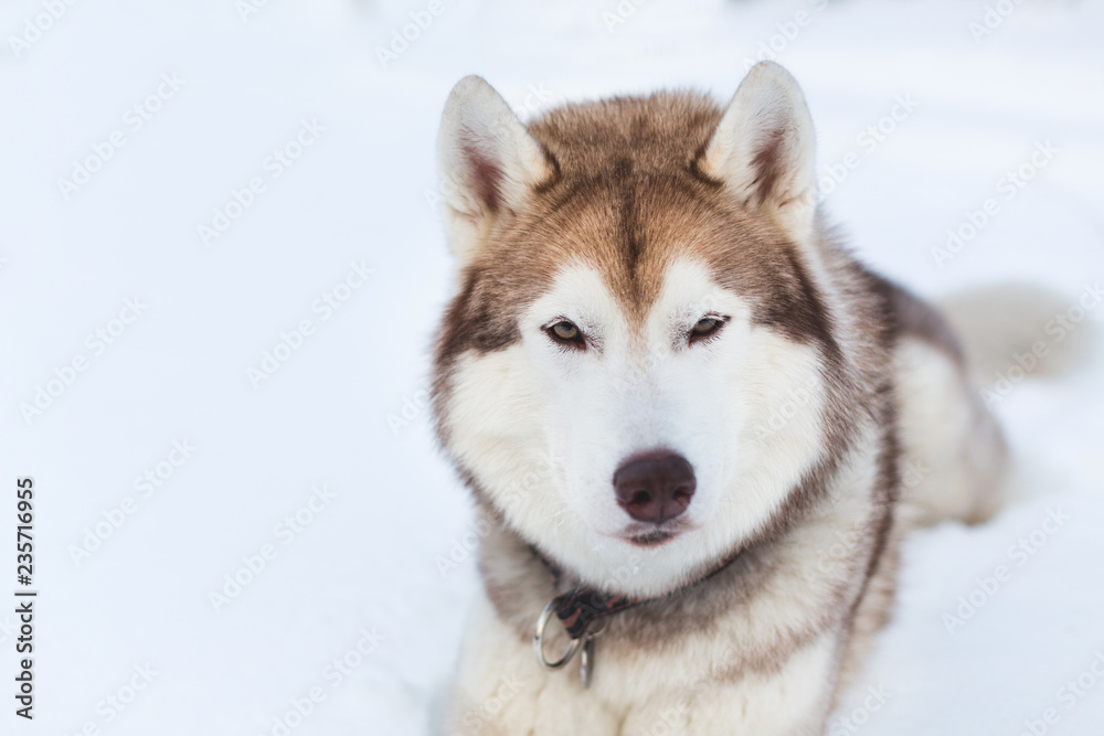 Close-up portrait of Husky dog lying and looking straight to the camera in winter forest.