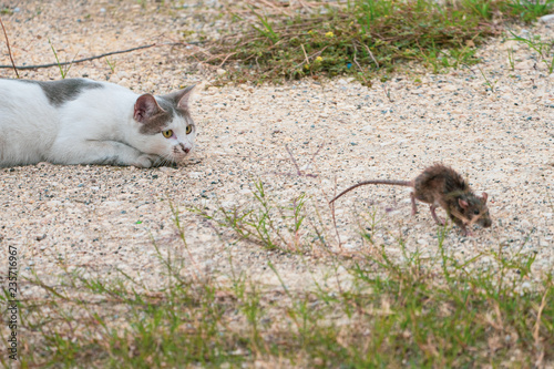 Fototapeta Naklejka Na Ścianę i Meble -  cat and mouse in nature
